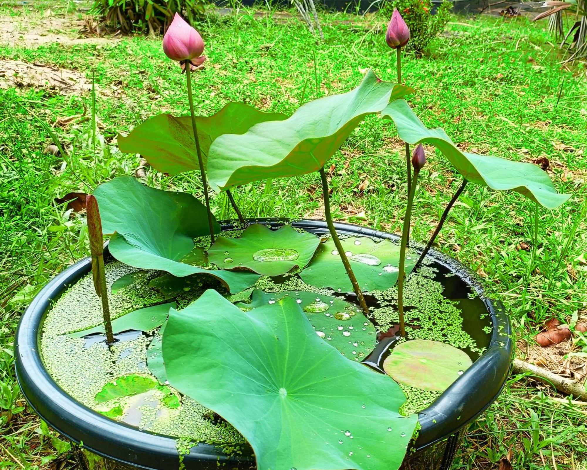 Angels' Homestay Marari Mararikulam Buitenkant foto