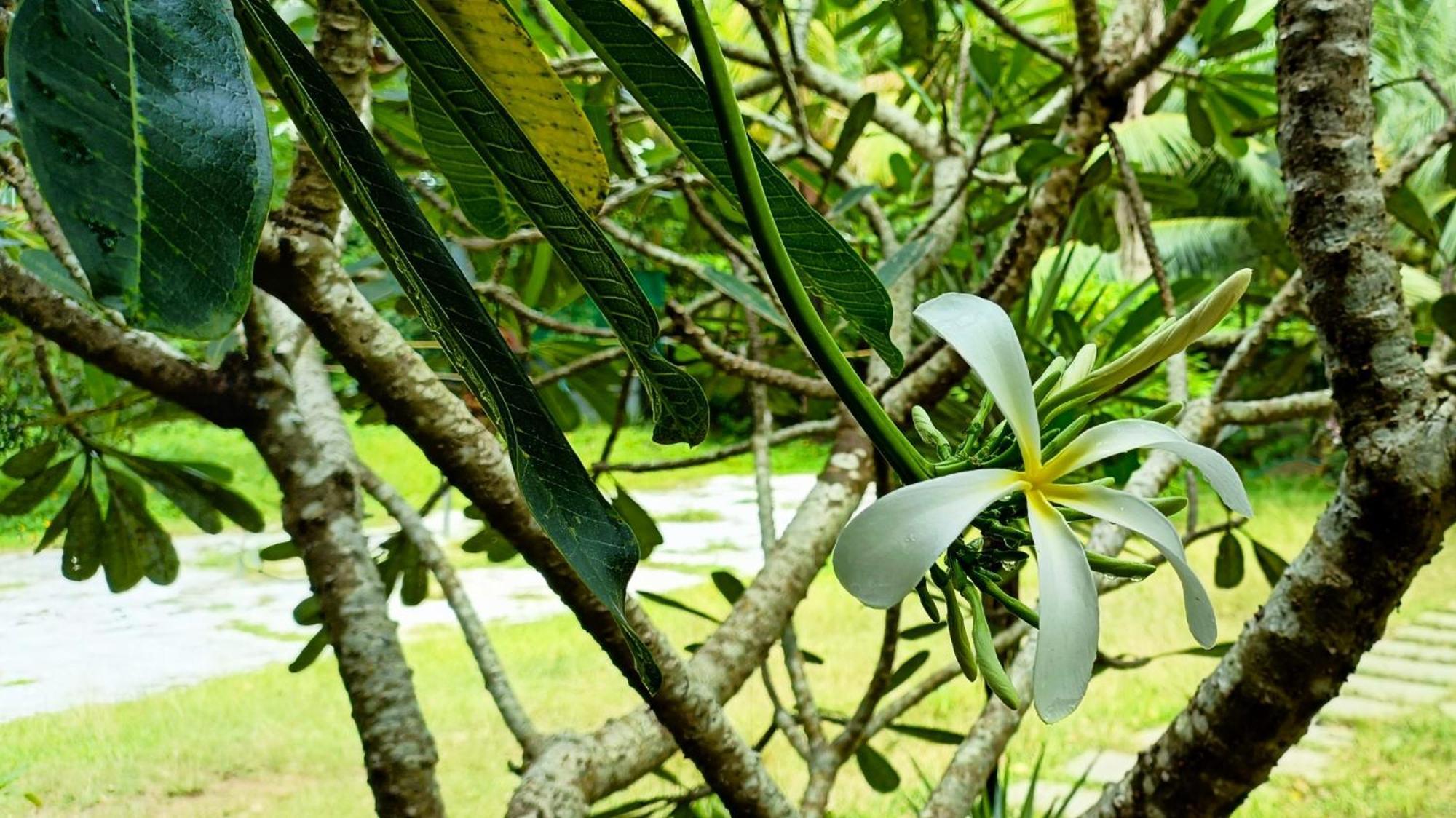 Angels' Homestay Marari Mararikulam Buitenkant foto